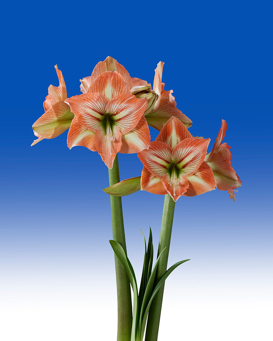 Hippeastrum Naomi