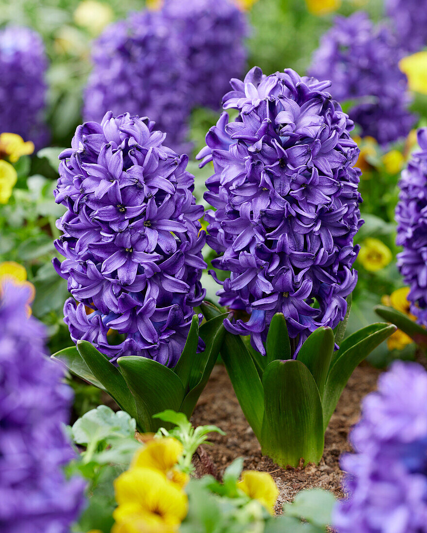 Hyacinthus Blue Trophy