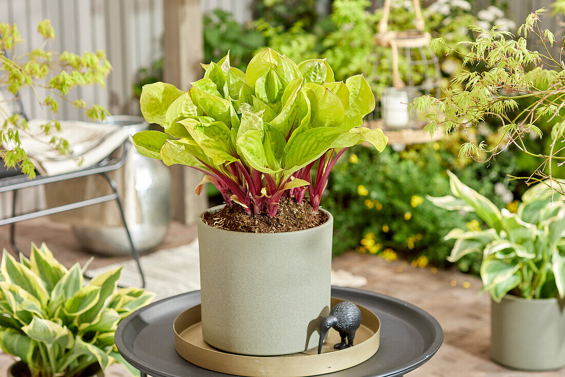 Funkie (Hosta) 'Lemon Snap'