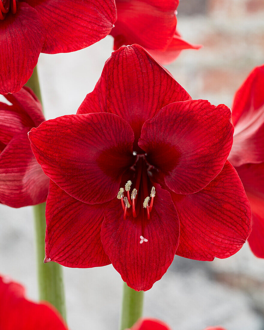 Hippeastrum Premiere