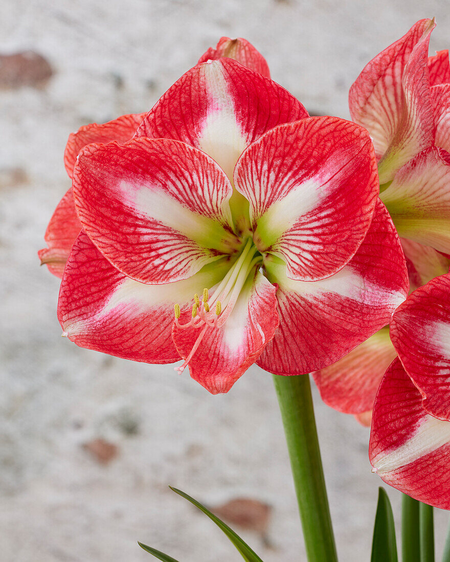 Hippeastrum Monte Carlo