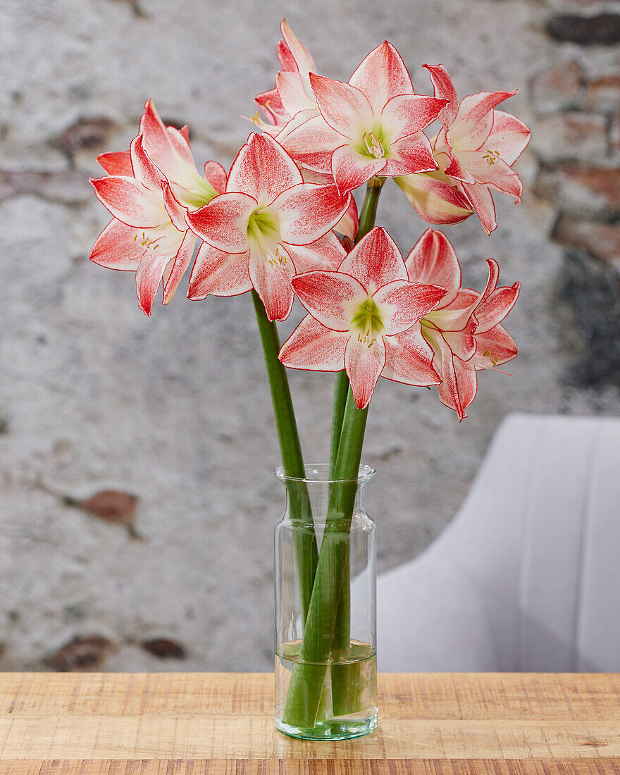 Hippeastrum Spotlight