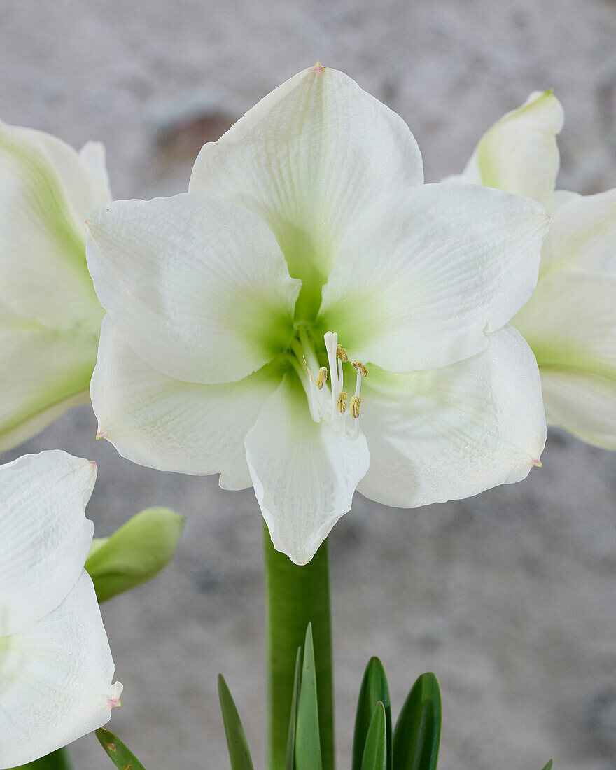 Hippeastrum