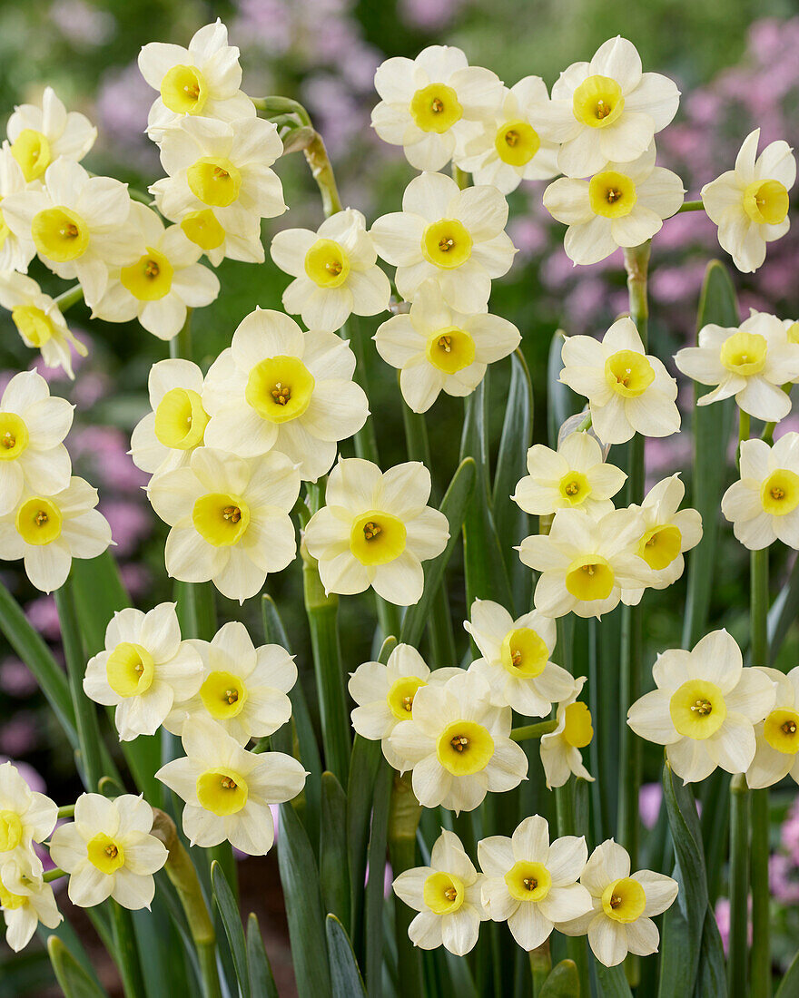 Narzisse (Narcissus) 'Minnow'
