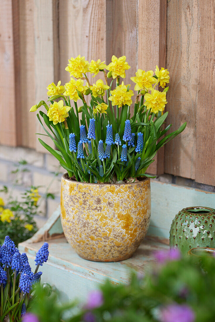 Narcissus Tete Boucle,Muscari