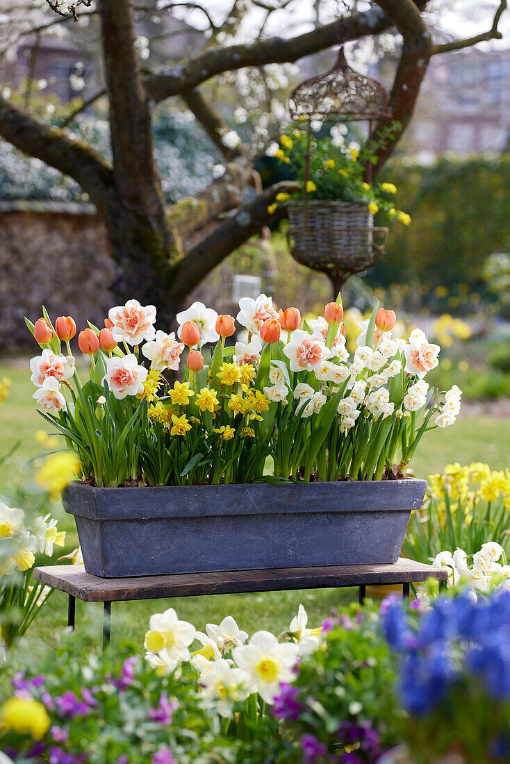 Narzissen (Narcissus) und Traubenhyazinthen (Muscari) im Topf