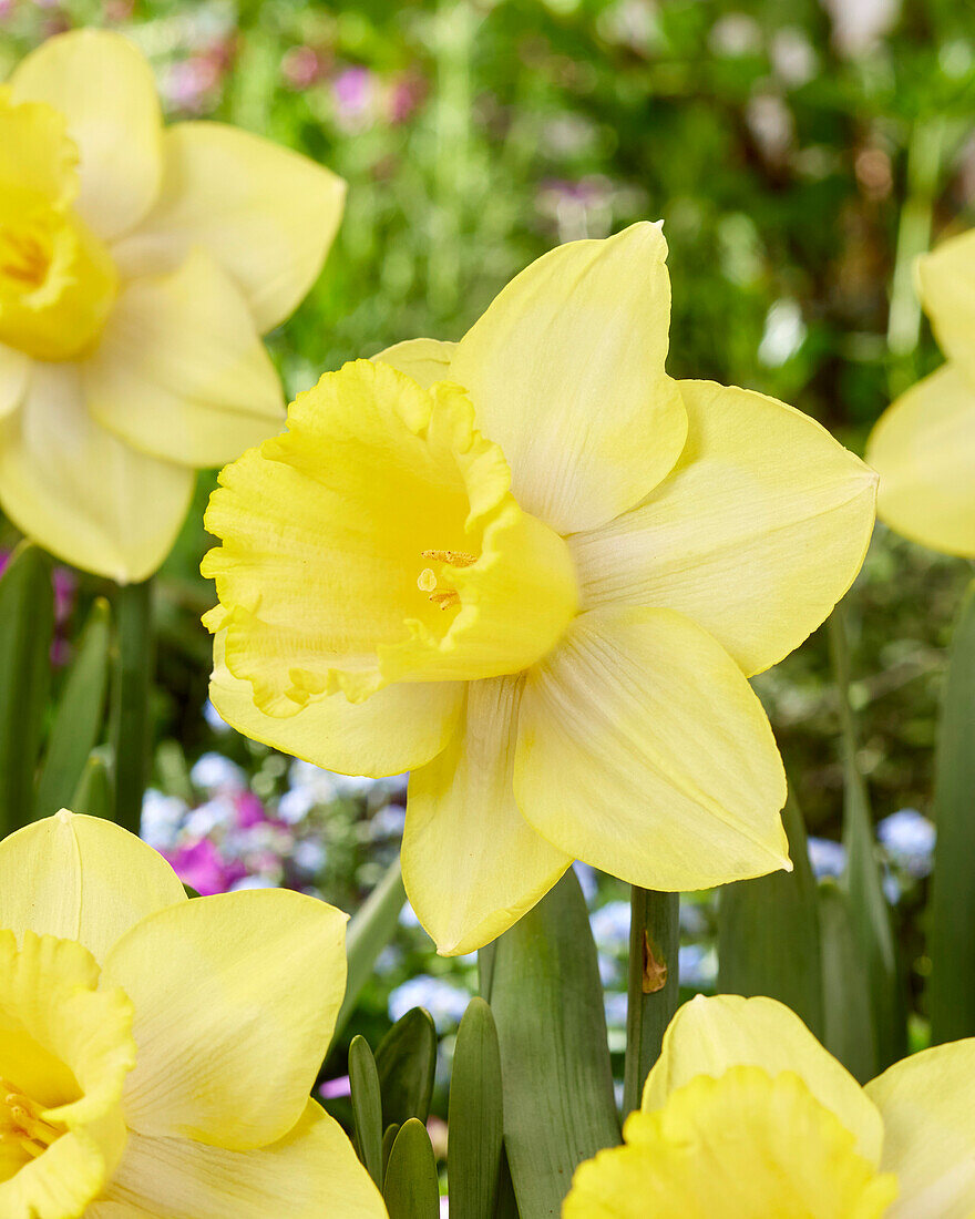 Narcissus Ladea