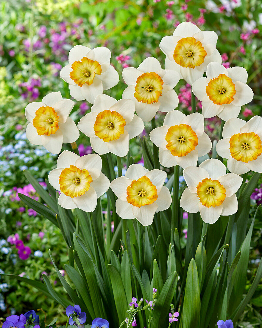 Narcissus Happy Smiles