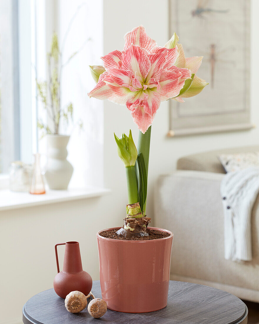 Ritterstern, auch Amaryllis (Hippeastrum) 'Pretty Nymph'