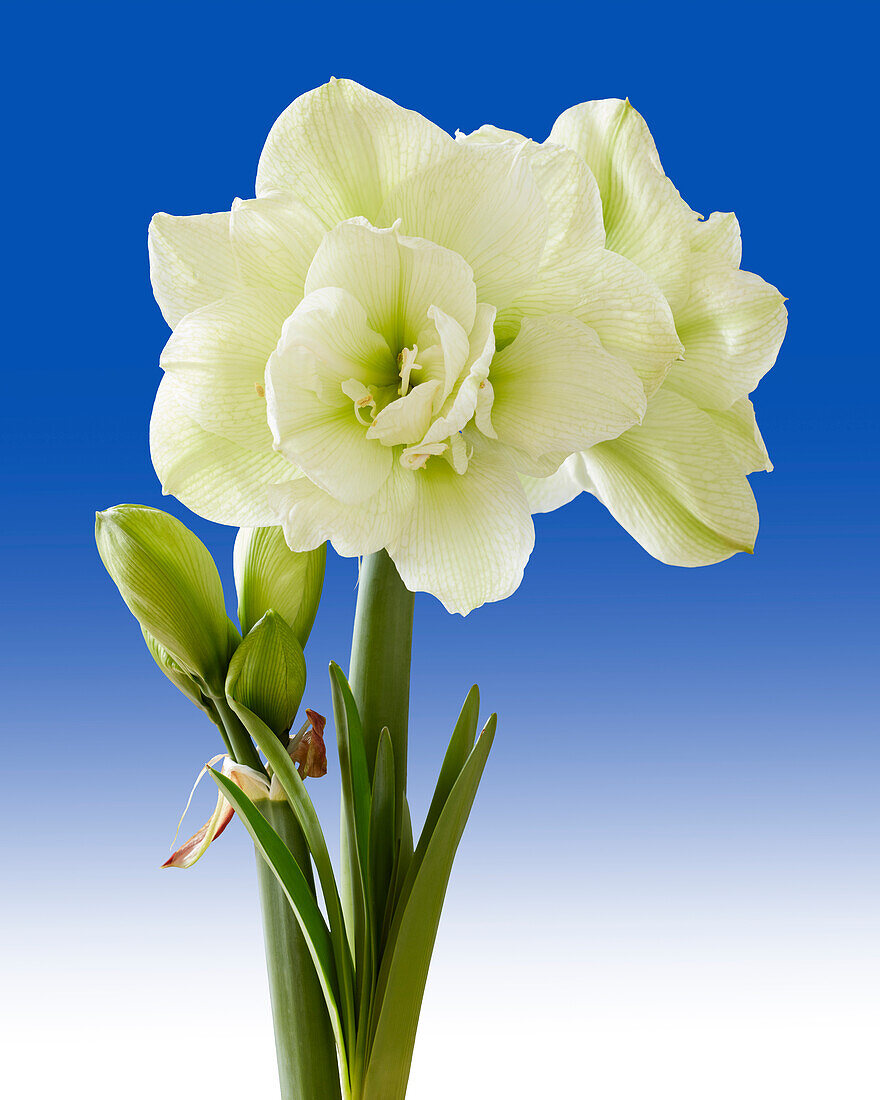 Hippeastrum Marilyn