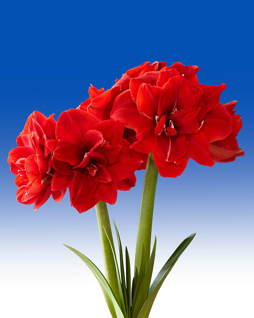 Hippeastrum Red Toro