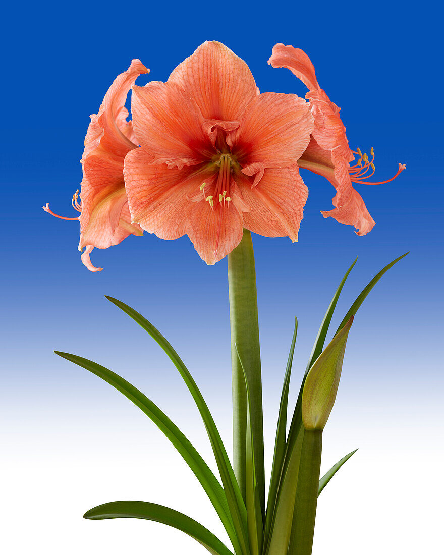 Hippeastrum Rilona