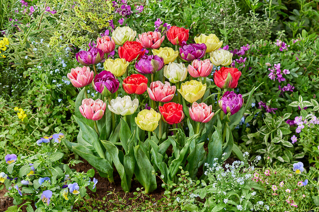 Tulipa Double Flowering mix