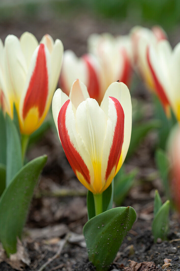 Tulipa The First
