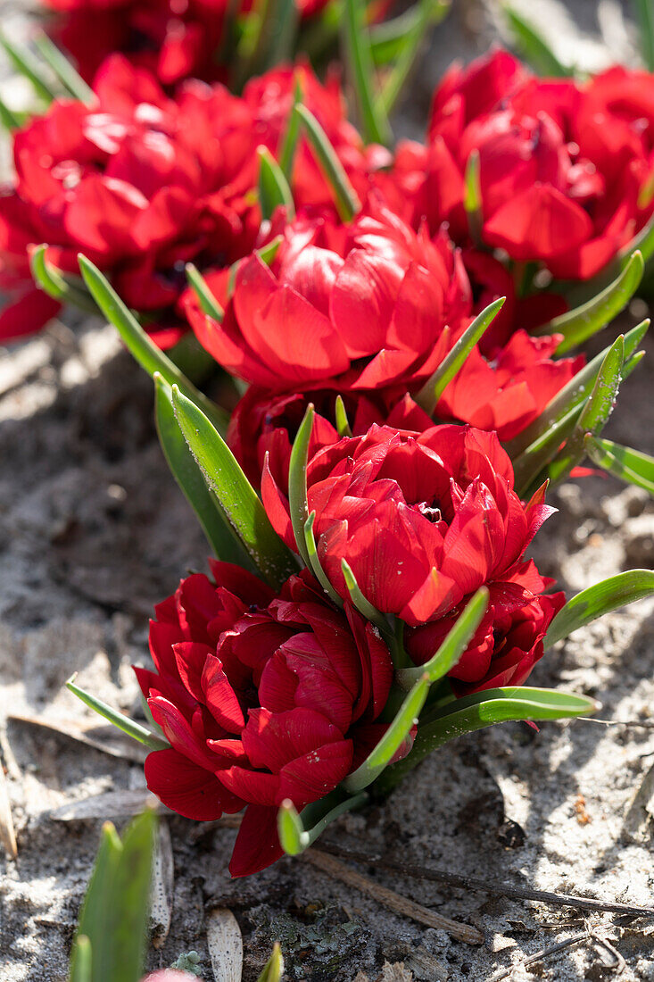 Wildtulpe (Tulipa humilis) 'Tete a Tete®'