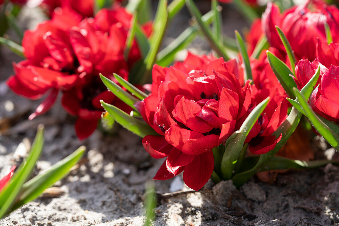 Wildtulpe (Tulipa humilis) 'Tete a Tete®'