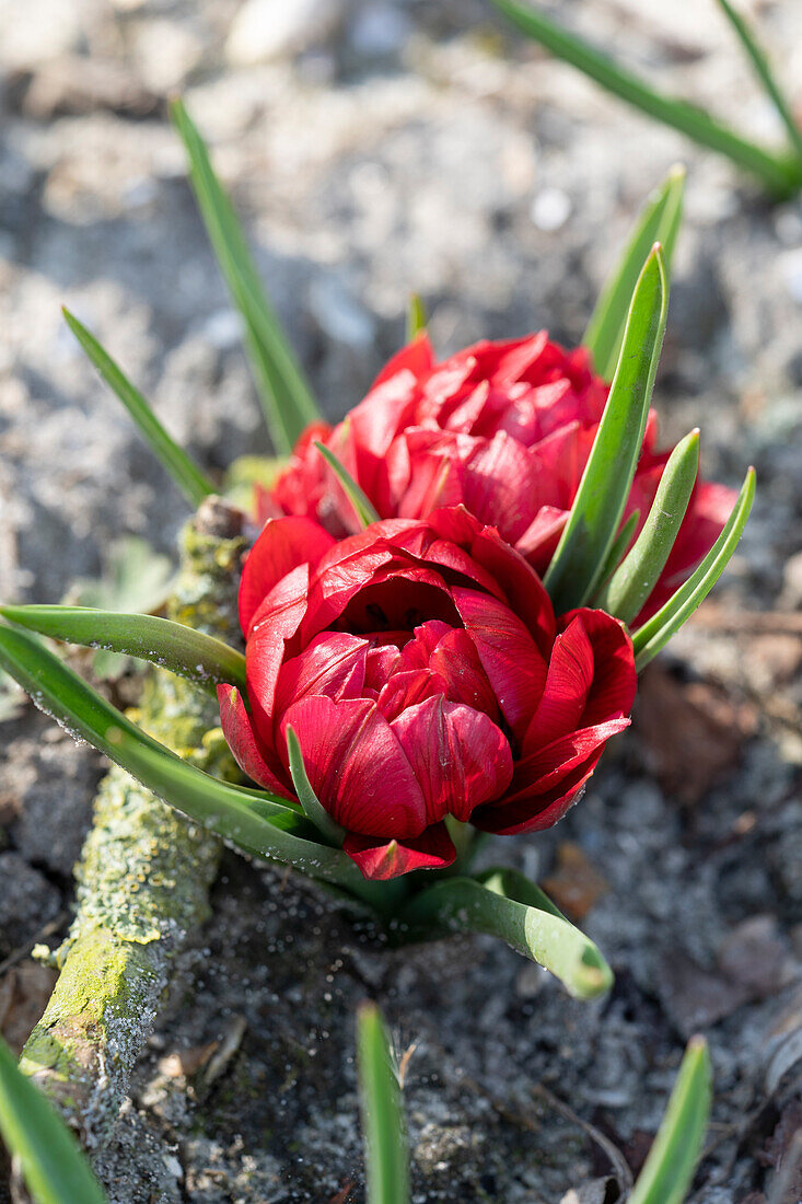 Wildtulpe (Tulipa humilis) 'Tete a Tete®'