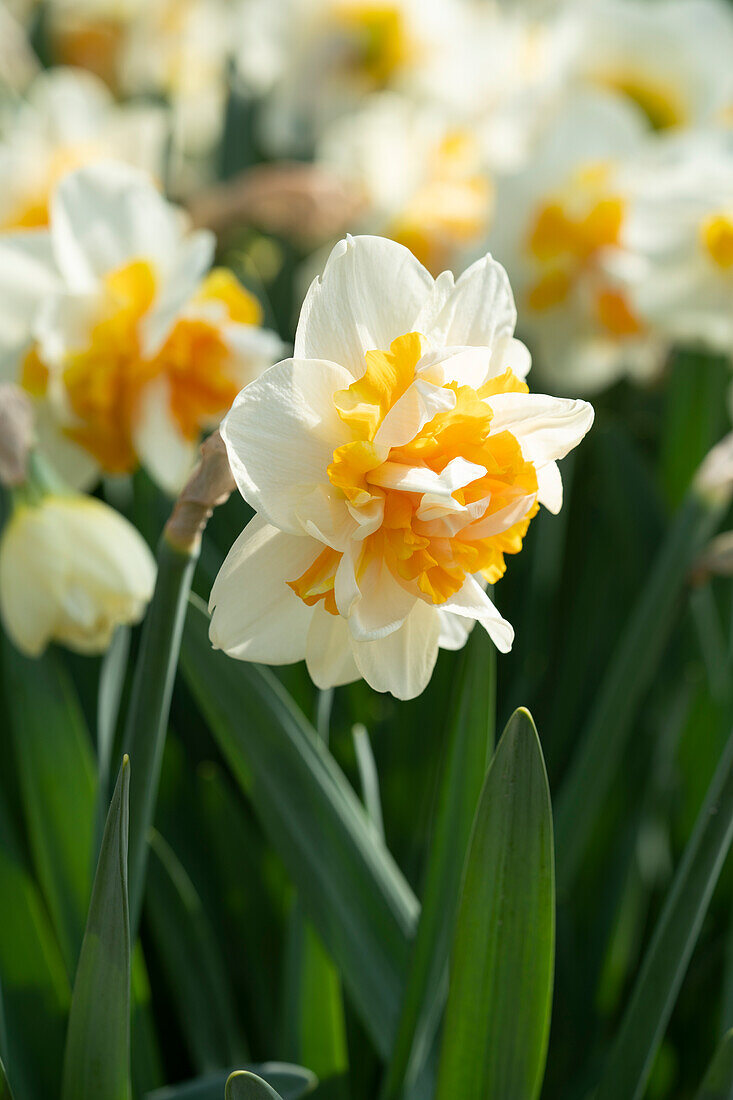 Narcissus Peach Swirl