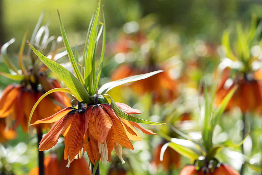 Fritillaria imperialis Orange Beauty