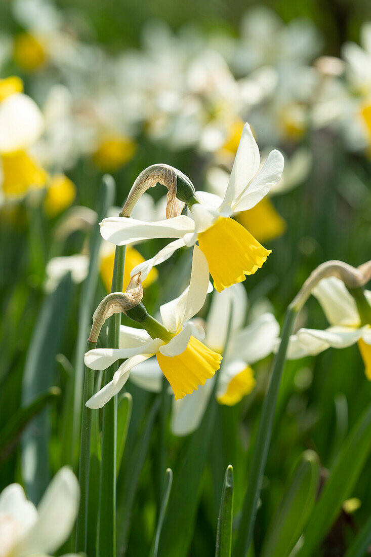 Narcissus Jack Snipe