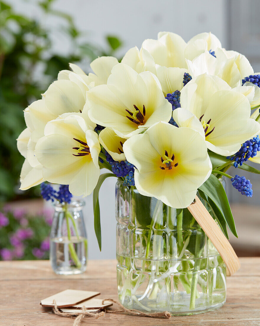 Tulipa Purissima,Muscari armeniacum,Seeing Stars Blend