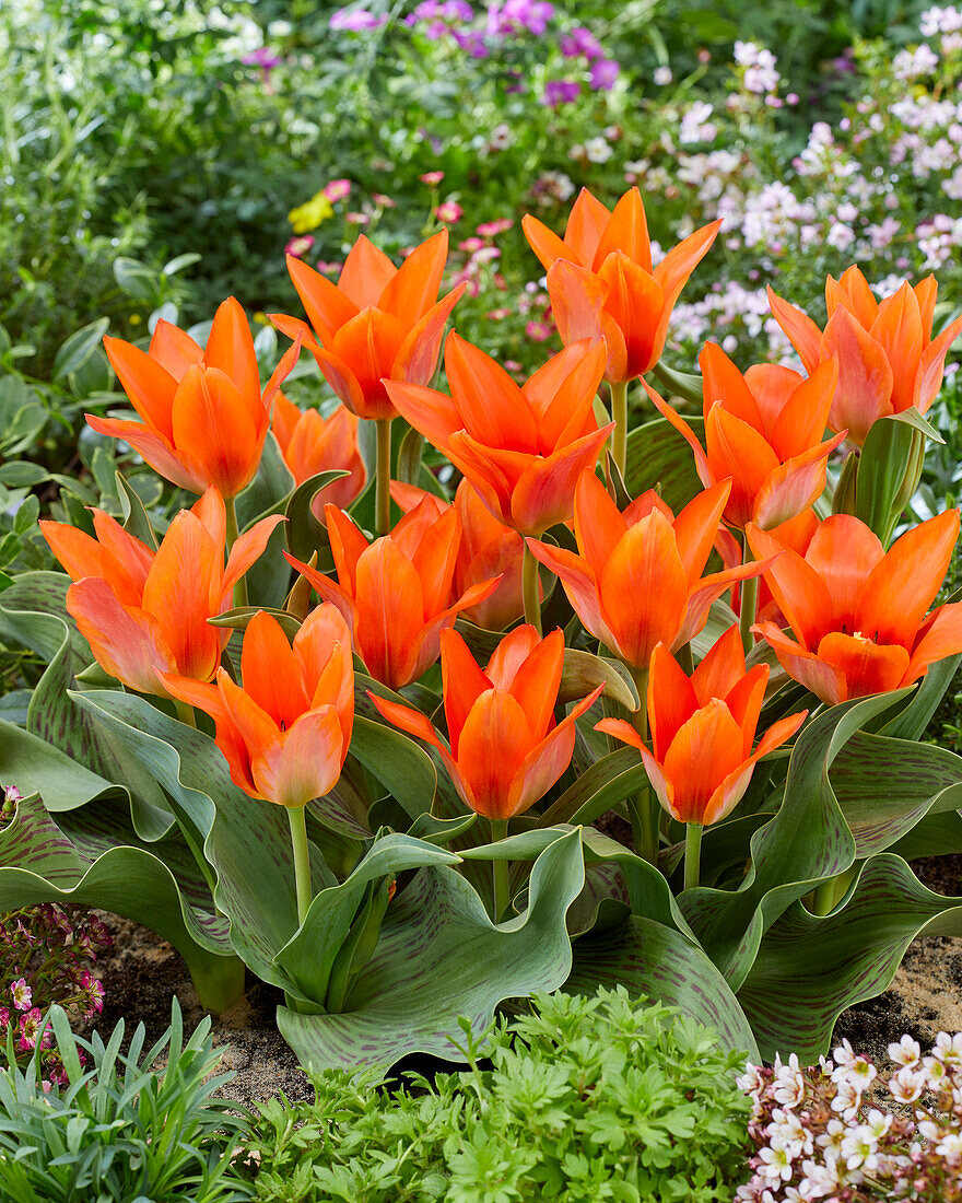 Tulipa Orange Toronto