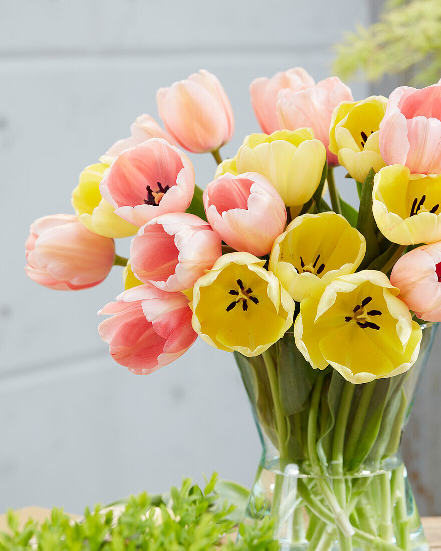 Tulpe (Tulipa) 'Ivory Floradale', 'Pink Impression'