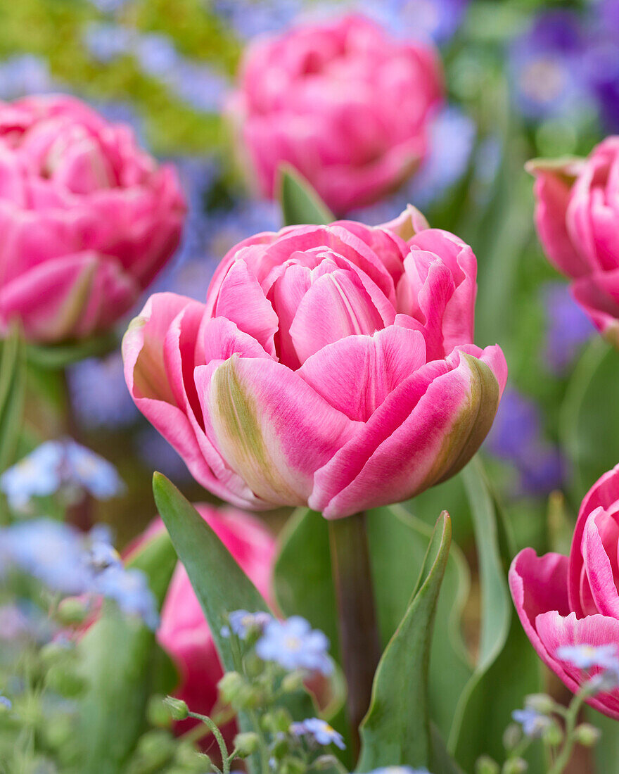 Tulpe (Tulipa) 'Vogue'