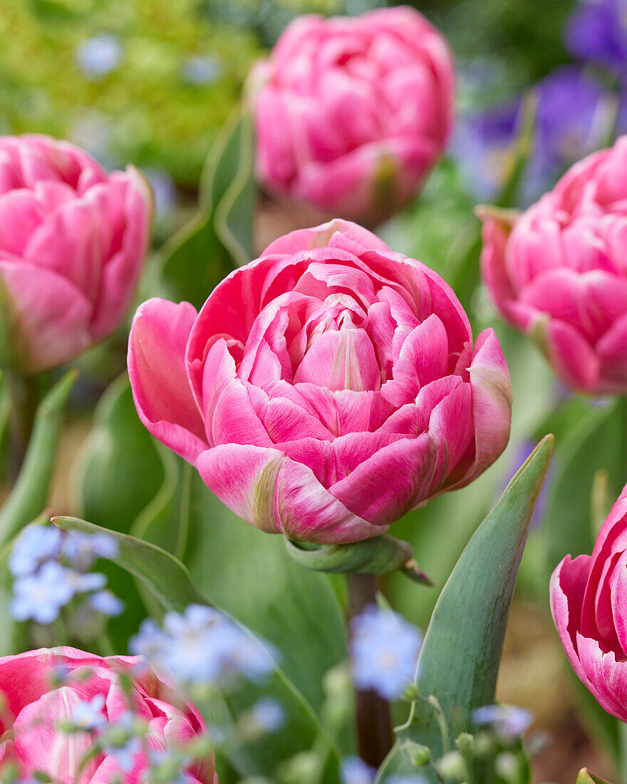 Tulipa Vogue