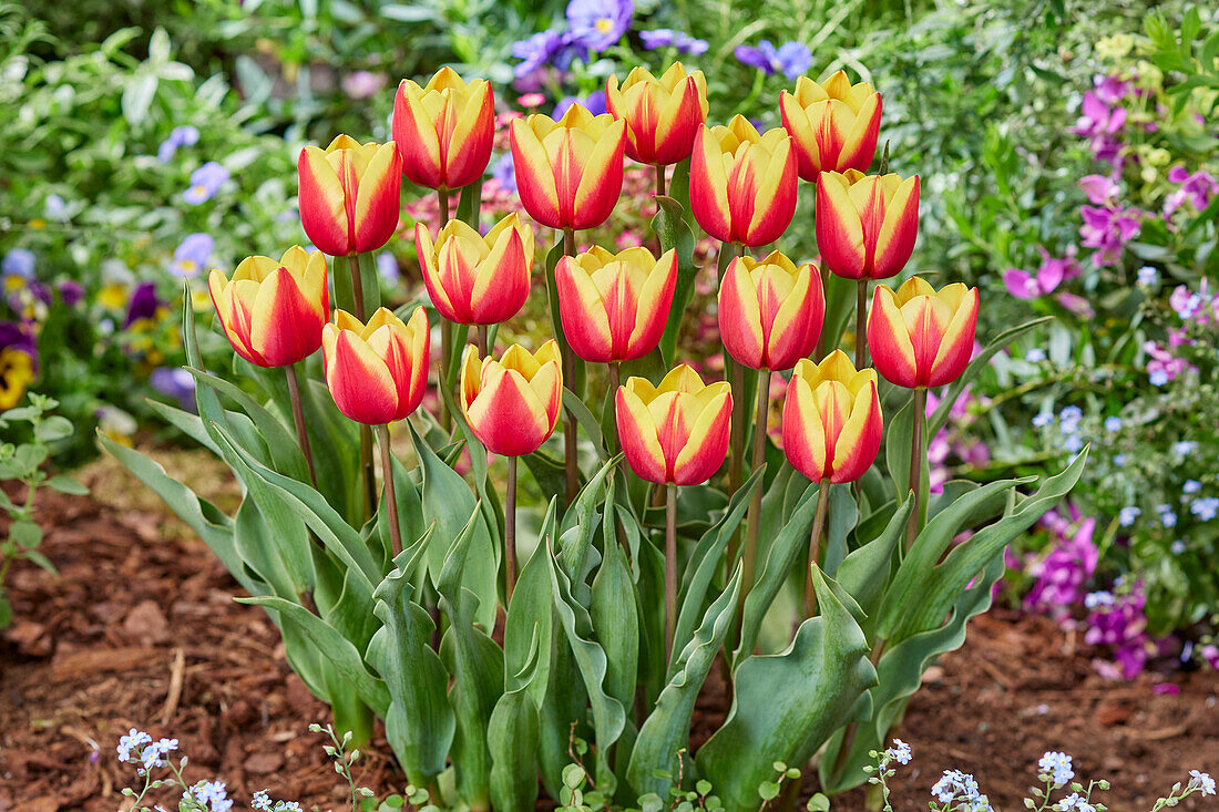 Tulipa Jan Seignette