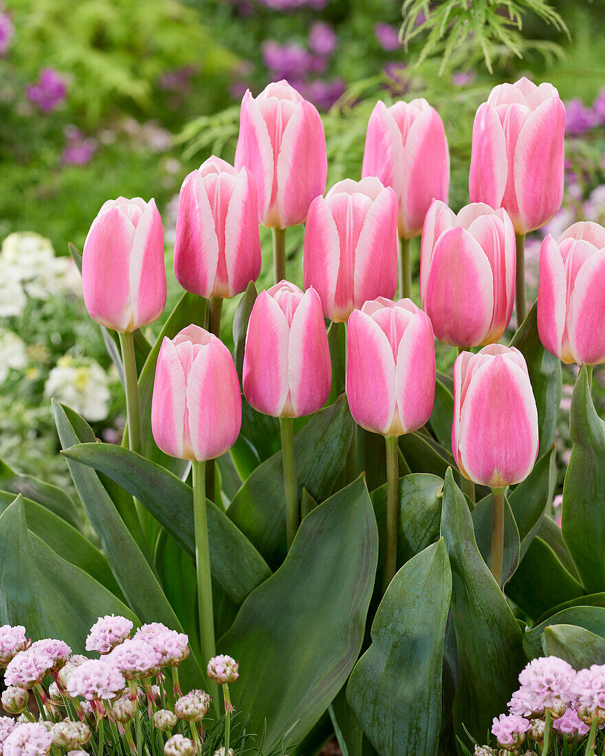 Tulpe (Tulipa) 'Mandy's Choice'