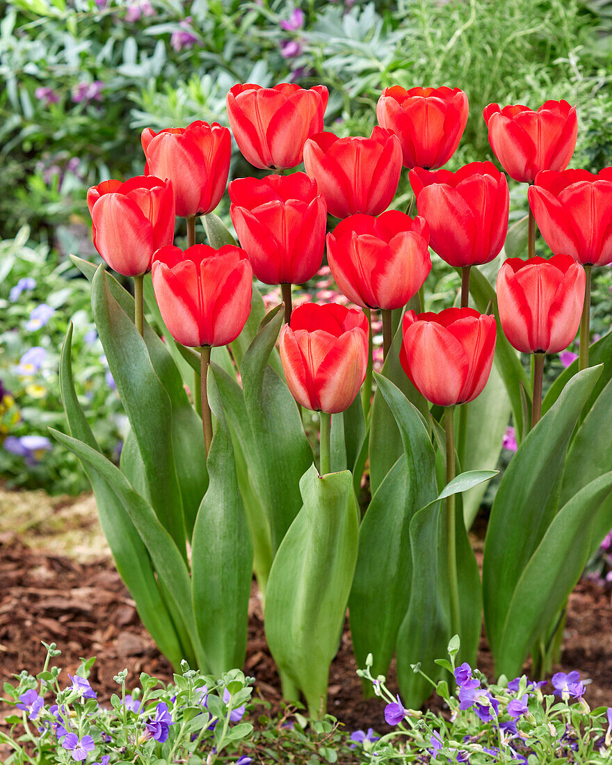 Tulipa Red Impression