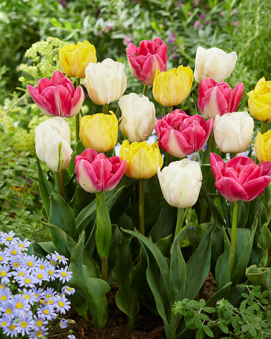 Tulipa double flowering mix