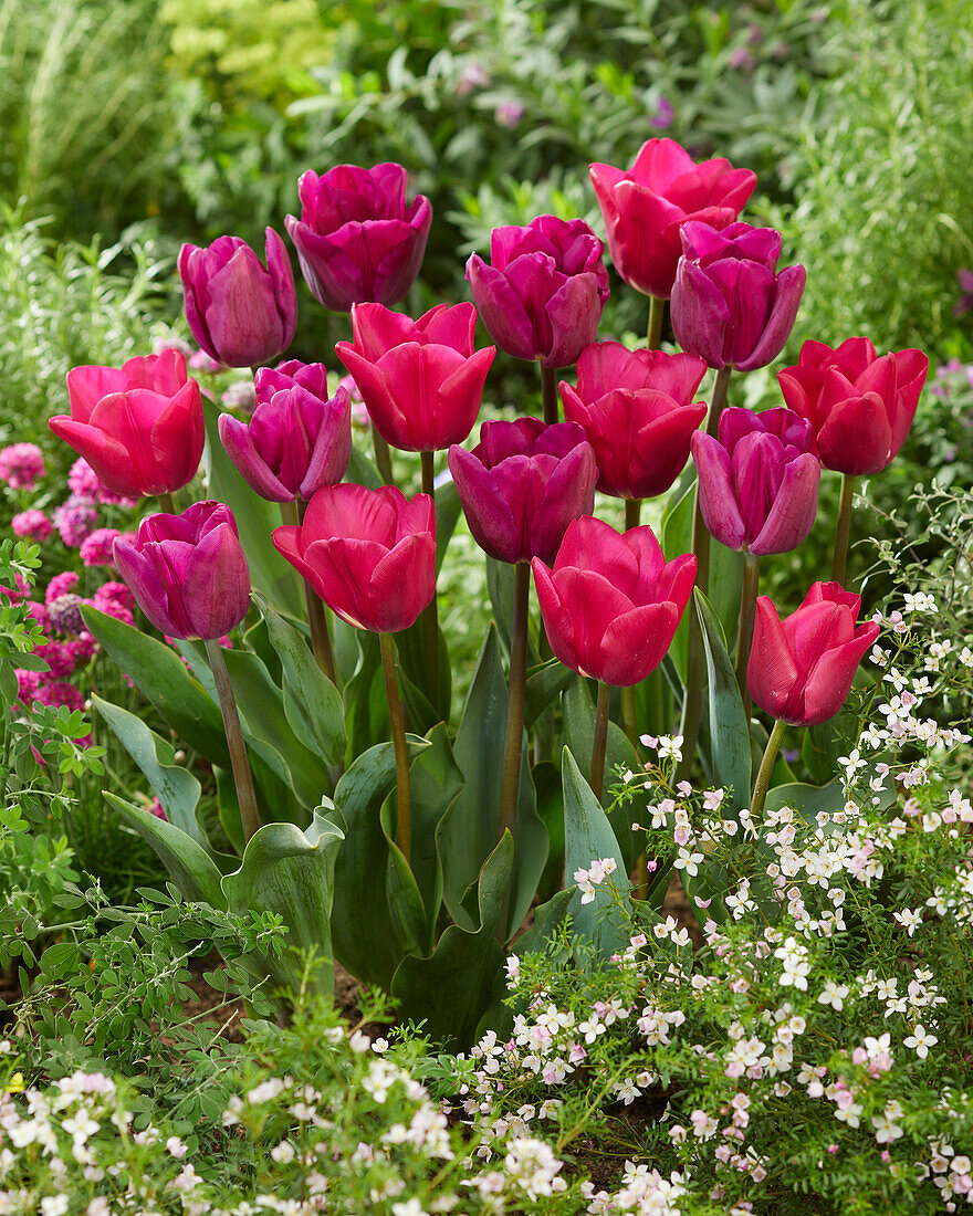 Tulpe (Tulipa) 'Bullit', 'Pink Ardour'