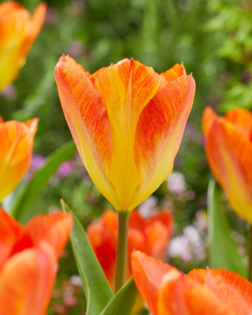 Tulpe (Tulipa) 'Flaming 8'