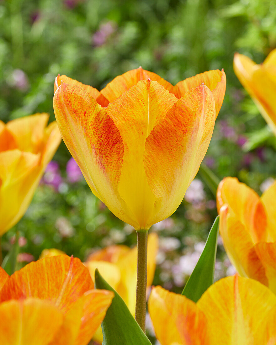 Tulipa Flaming 17