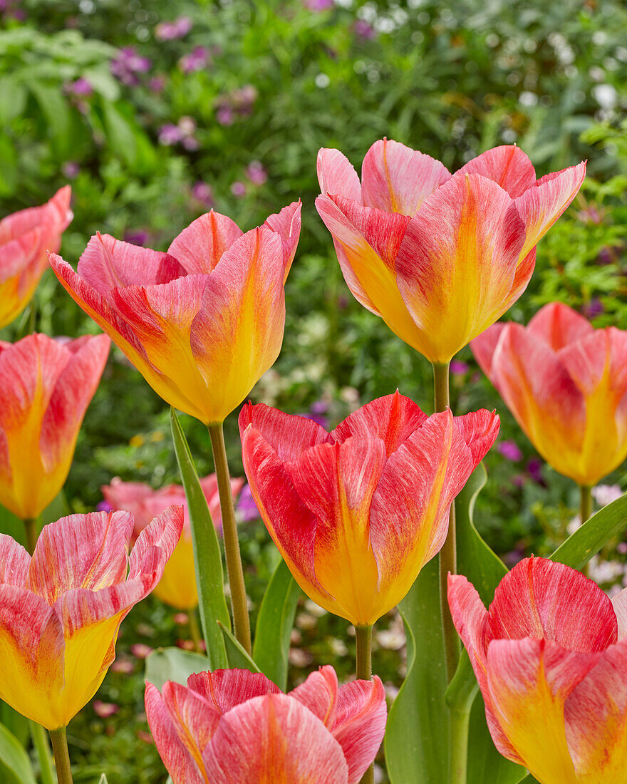 Tulipa Flaming 2