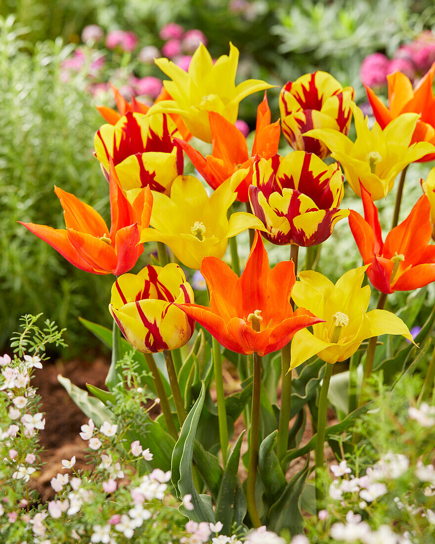 Tulipa mix