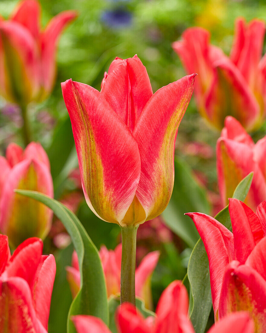 Tulpe (Tulipa) 'Nikki'