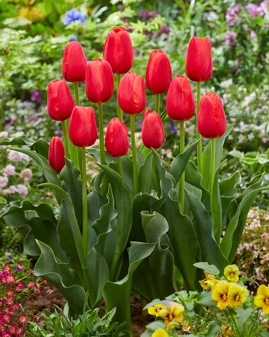 Tulpe (Tulipa) 'Kay'