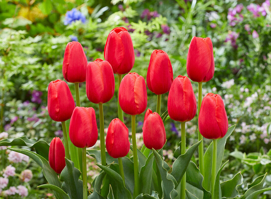 Tulpe (Tulipa) 'Kay'