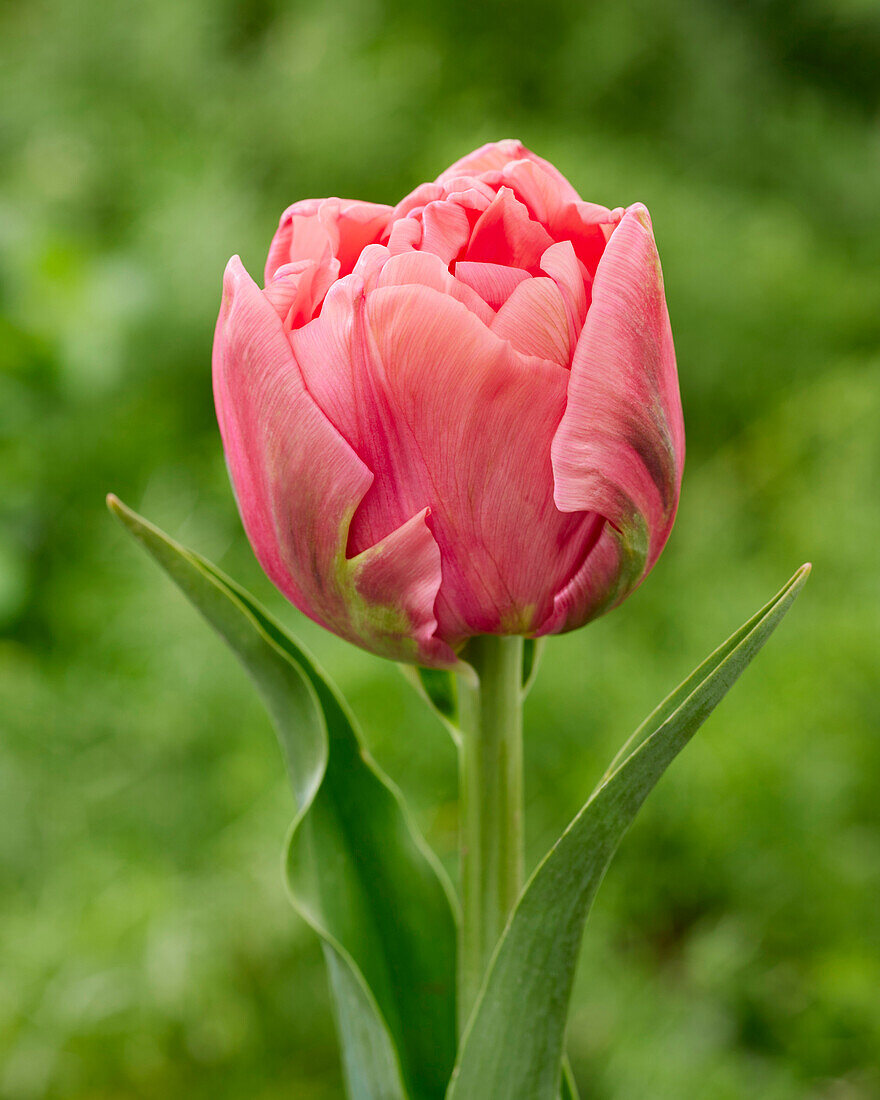 Tulipa Double Salmon Symbiose – License image – 13691860 ❘ Image  Professionals