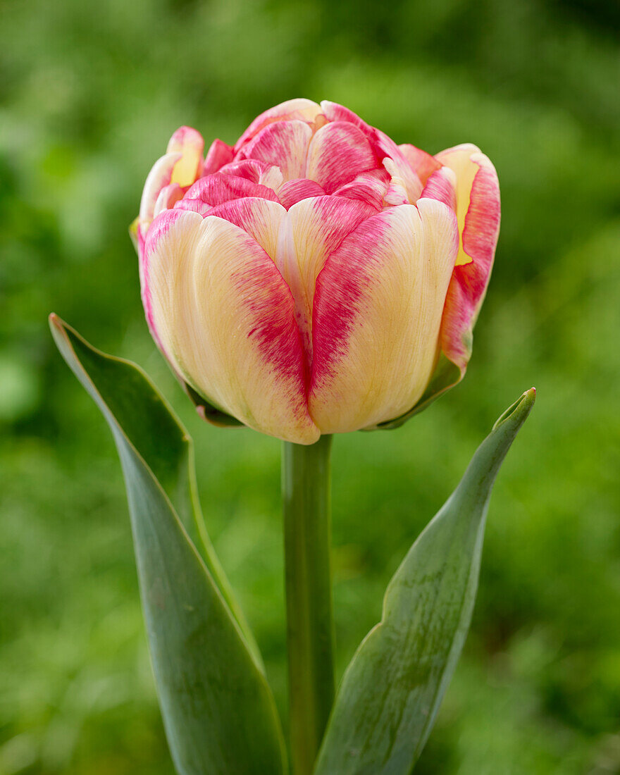 Tulipa Double Blizz