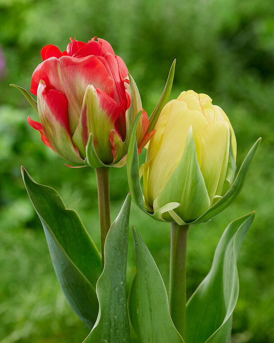 Tulpe (Tulipa) 'Robono', 'Akebono'