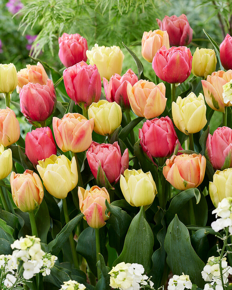 Tulipa Double Symbiose mix