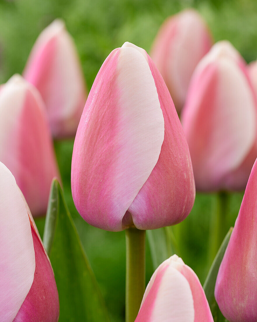 Tulipa Royal Pride