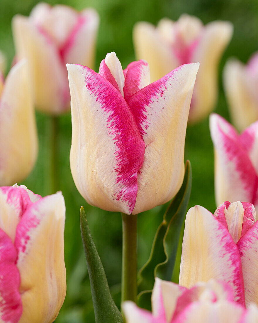 Tulpe (Tulipa) 'Del Piero'