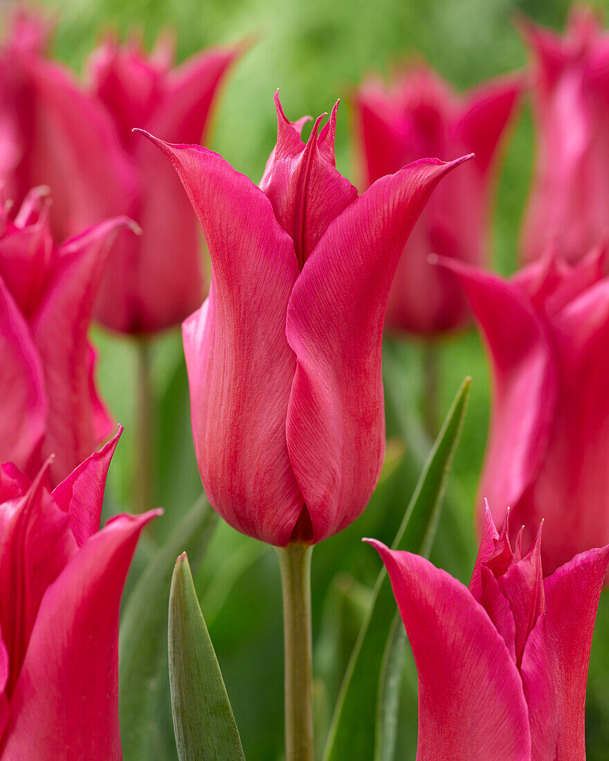 Tulpe (Tulipa) 'Queen Rania'