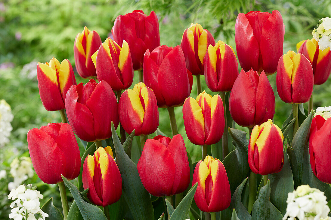 Tulpe (Tulipa) 'André Citroën', 'Tulipa Rescue'