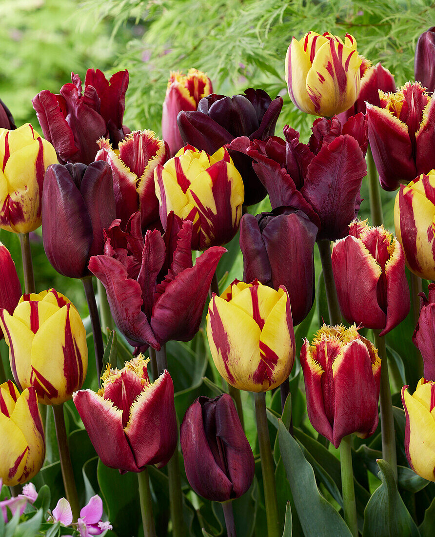 Tulipa Burgundy and Yellow mix